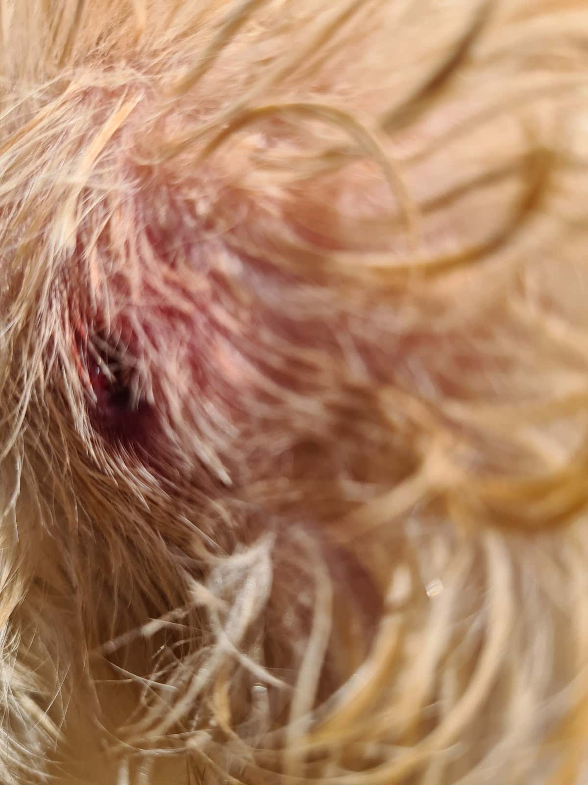 Consulta Veterinaria Sorbas