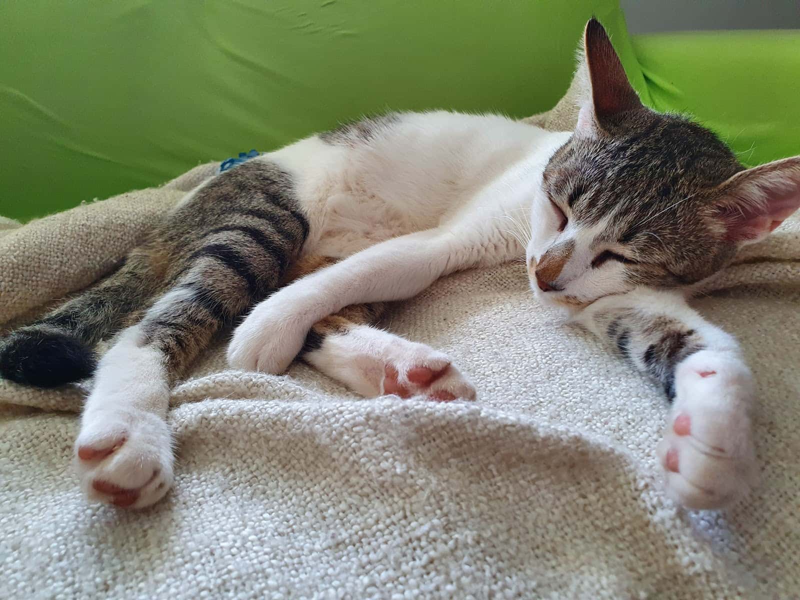 Consulta Veterinaria Sorbas