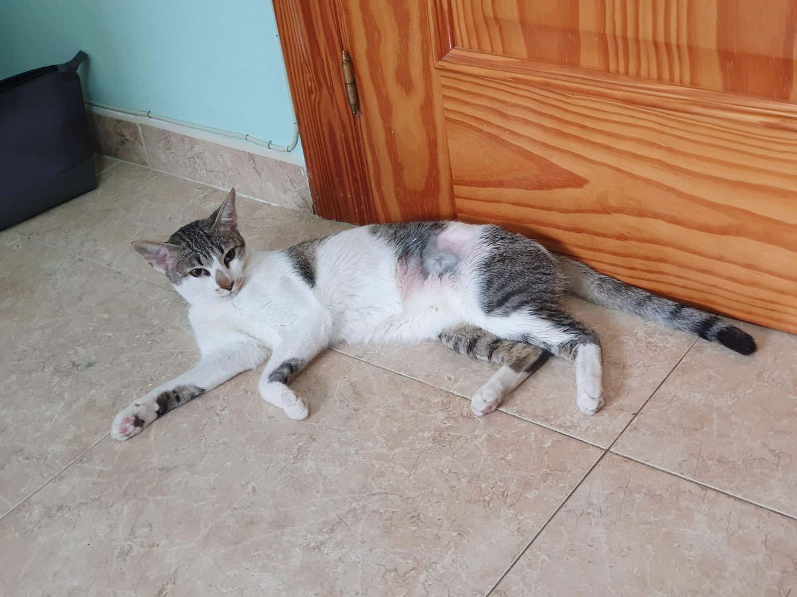 consulta veterinaria sorbas veterinario centro en sorbas en almeria principalImage ADOPTA Sitios Pet Friendly