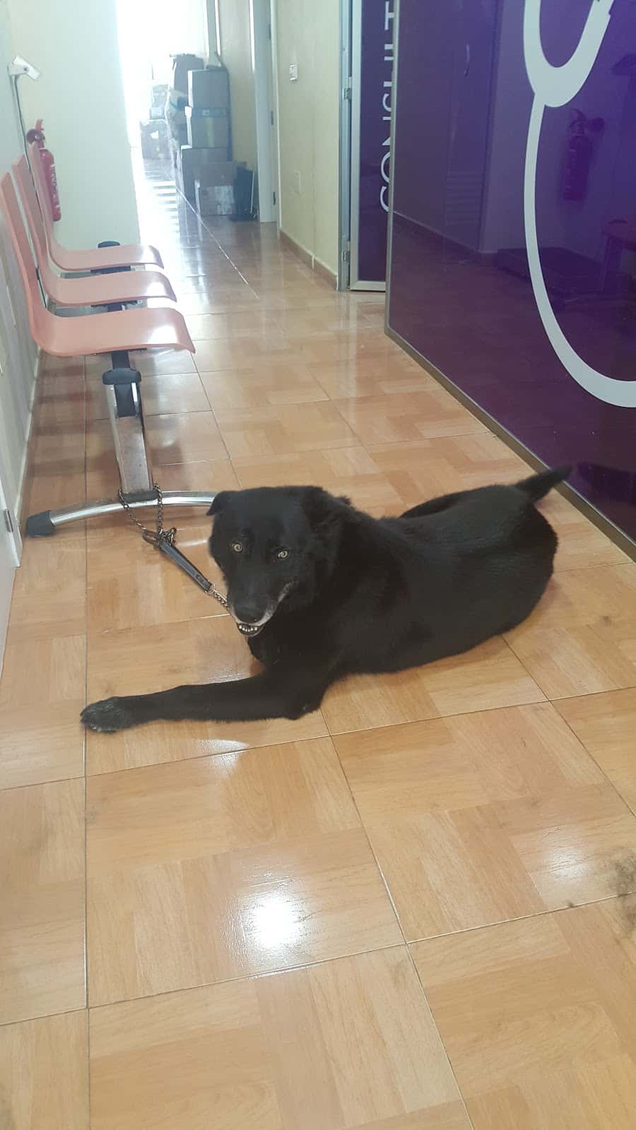 CLINICA VETERINARIA ANIMALARIUM