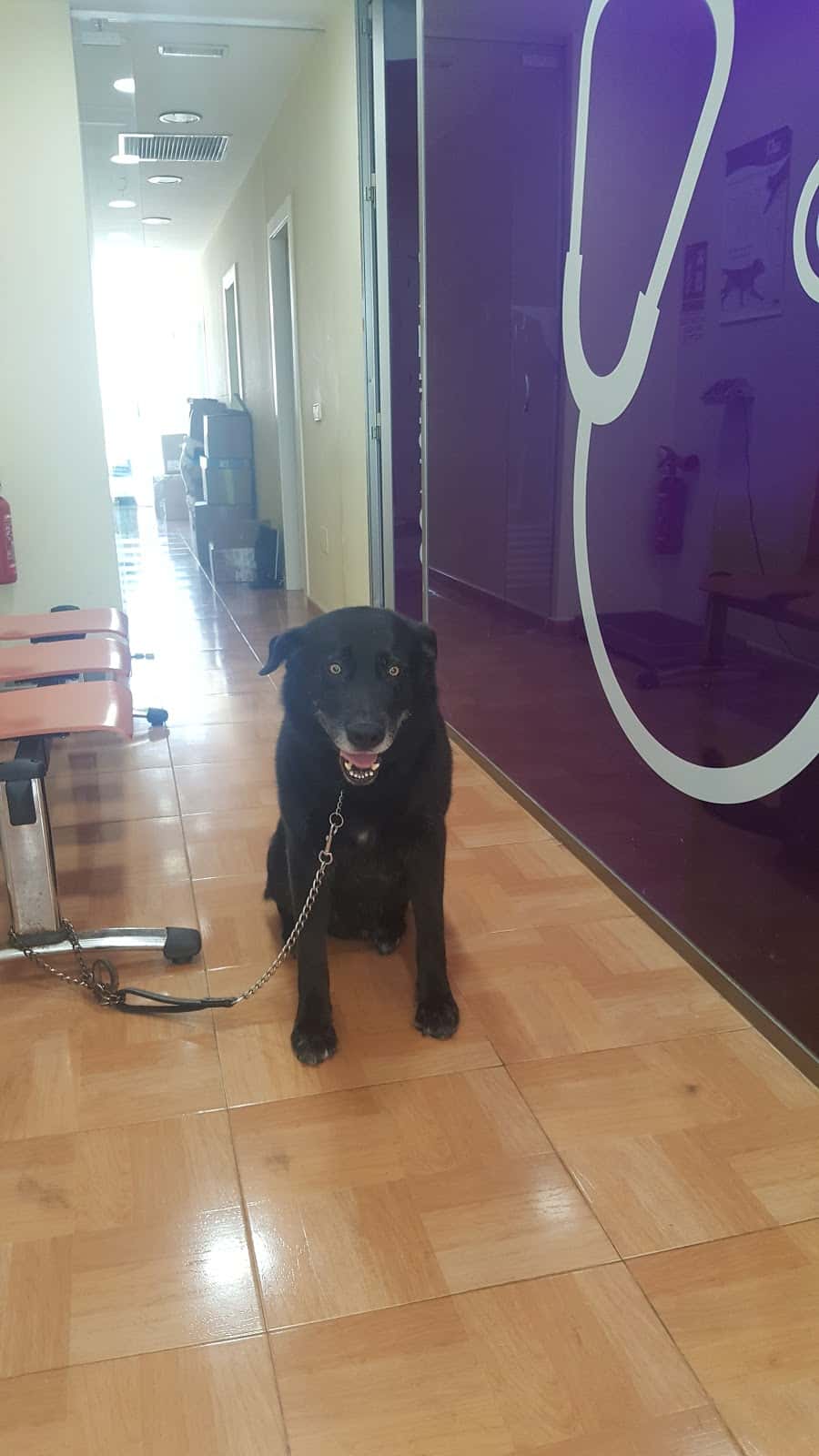 CLINICA VETERINARIA ANIMALARIUM
