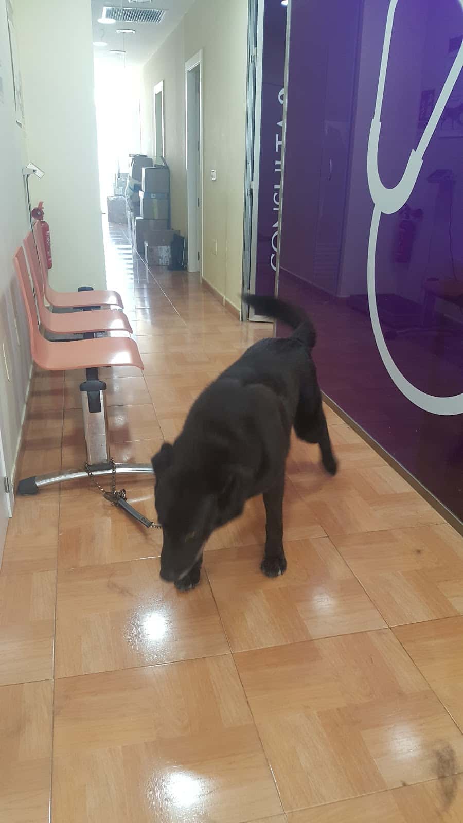 clinica veterinaria animalarium veterinario clinica en torreaguera en murcia principalImage ADOPTA Sitios Pet Friendly