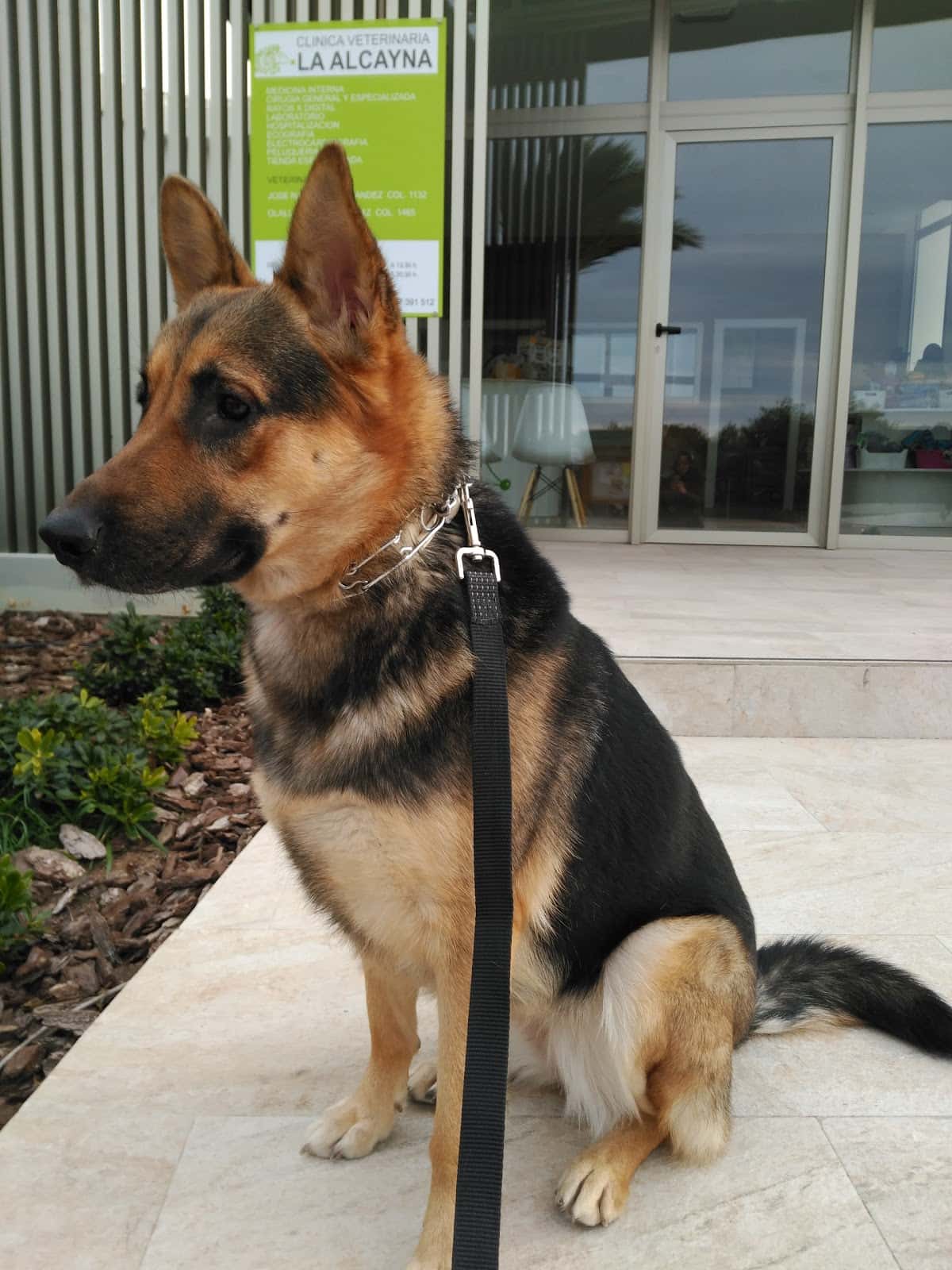 Clínica Veterinaria La Alcayna