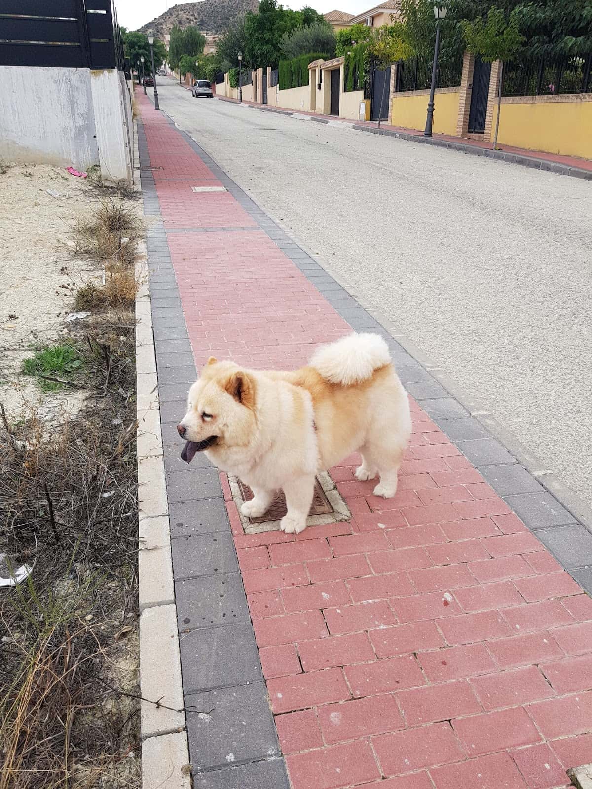 Clínica Veterinaria La Alcayna