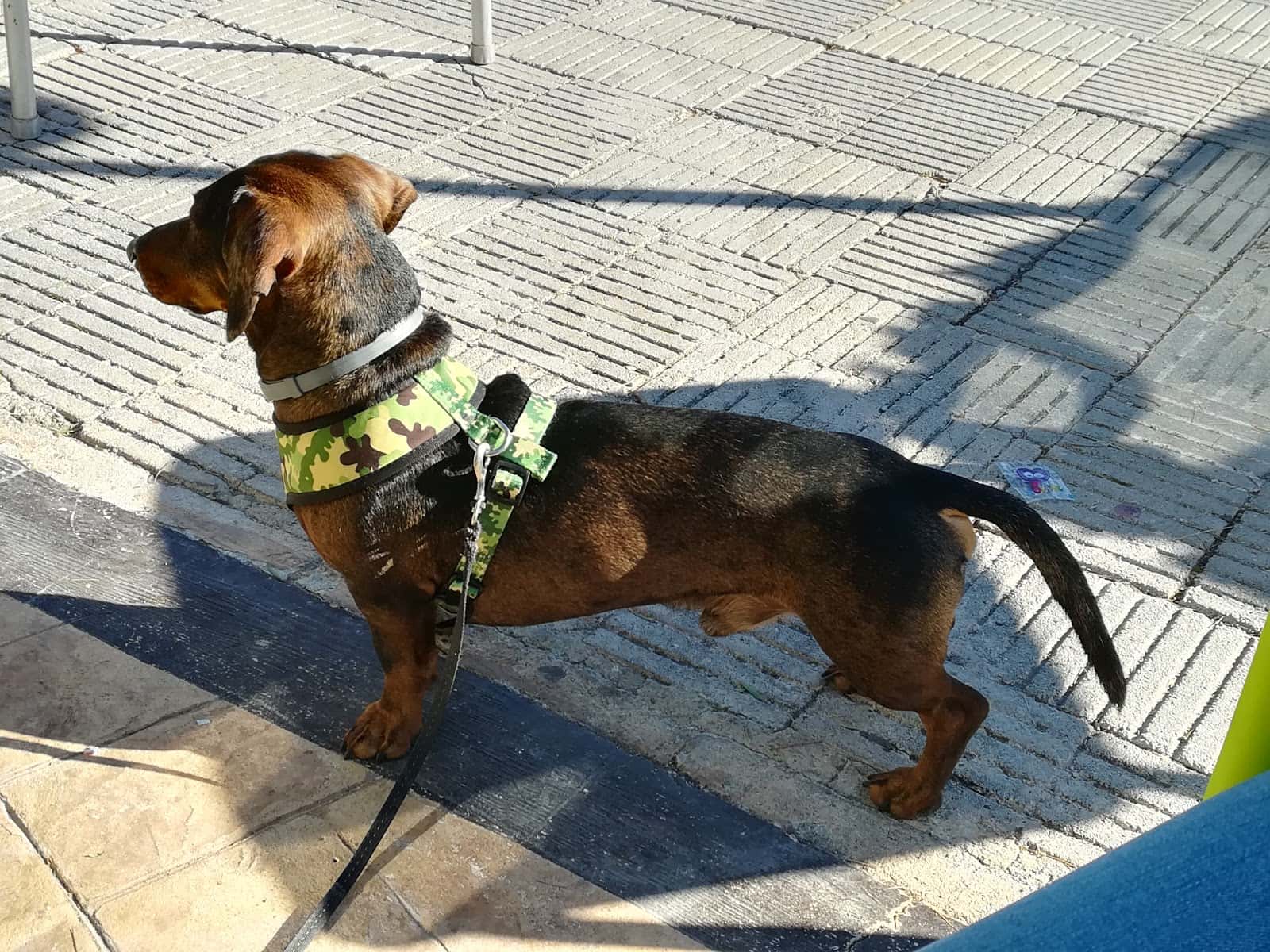 Clínica Veterinaria La Alcayna