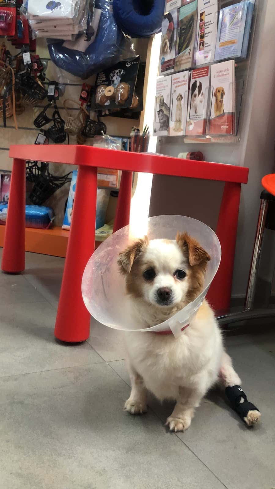 medivet 24 horas la flota veterinario centro barrio murcia en murcia en murcia principalImage ADOPTA Sitios Pet Friendly