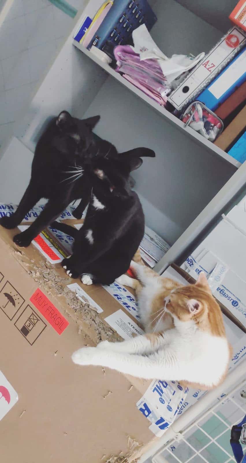 Clínica Veterinaria Albeitar