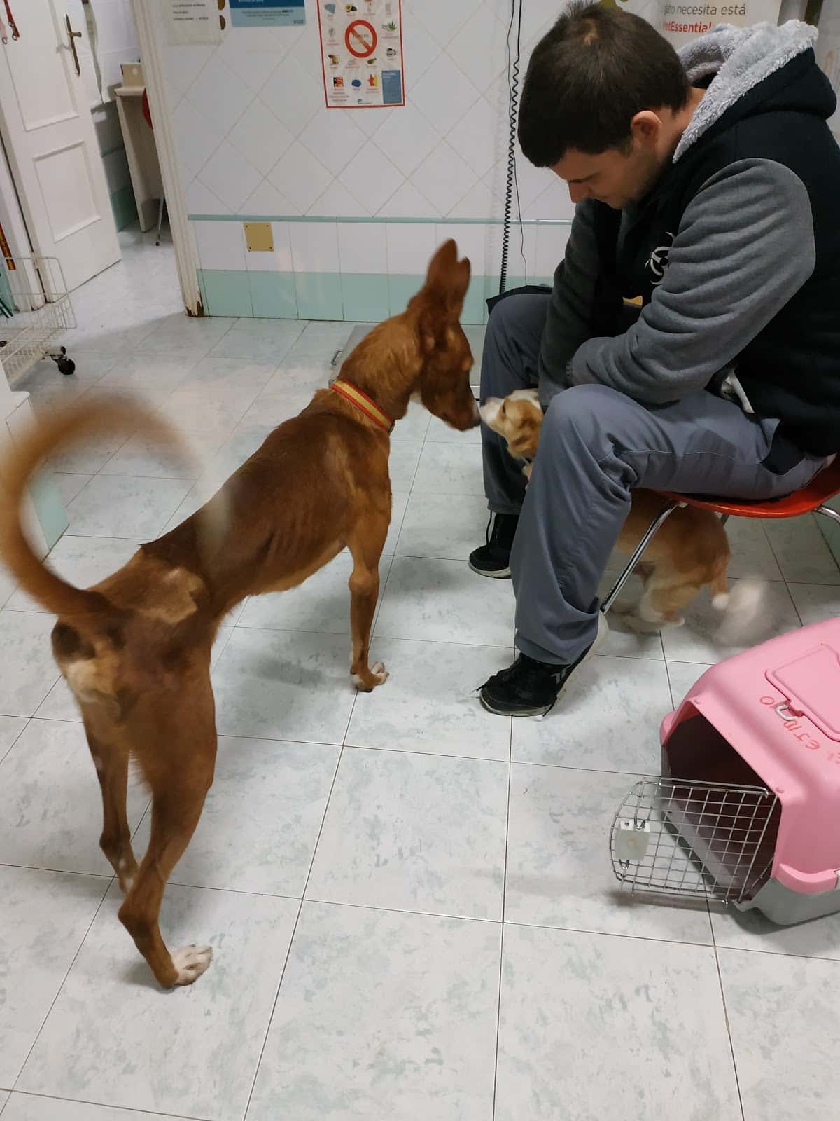 Clínica Veterinaria Albeitar