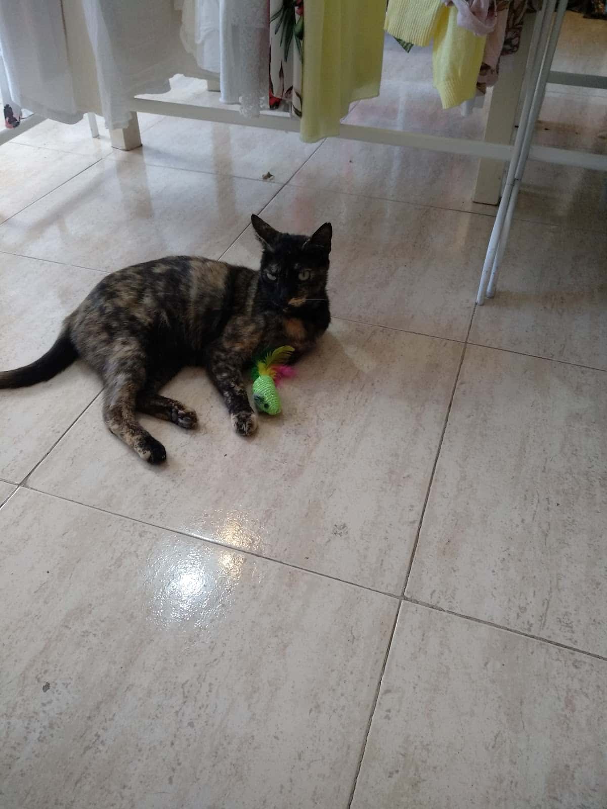 Vet Care Vera Plaza