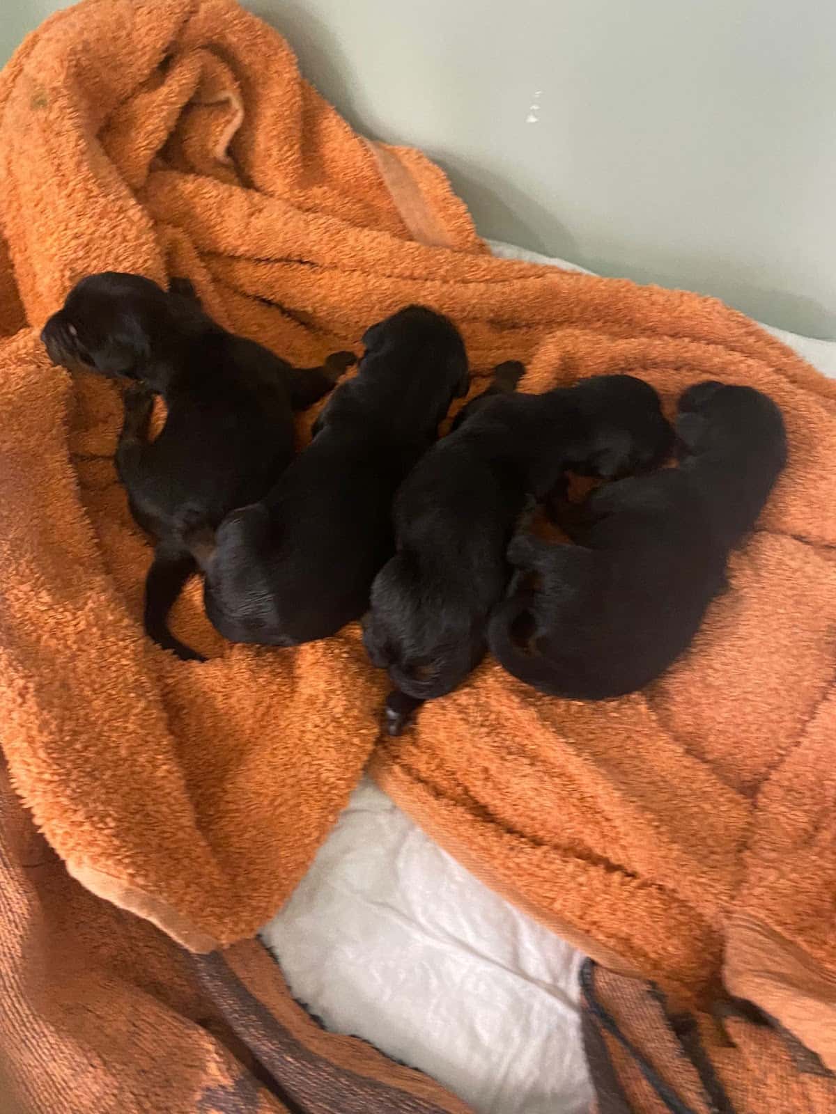 vet care vera plaza veterinario centro en vera en almeria principalImage ADOPTA Sitios Pet Friendly