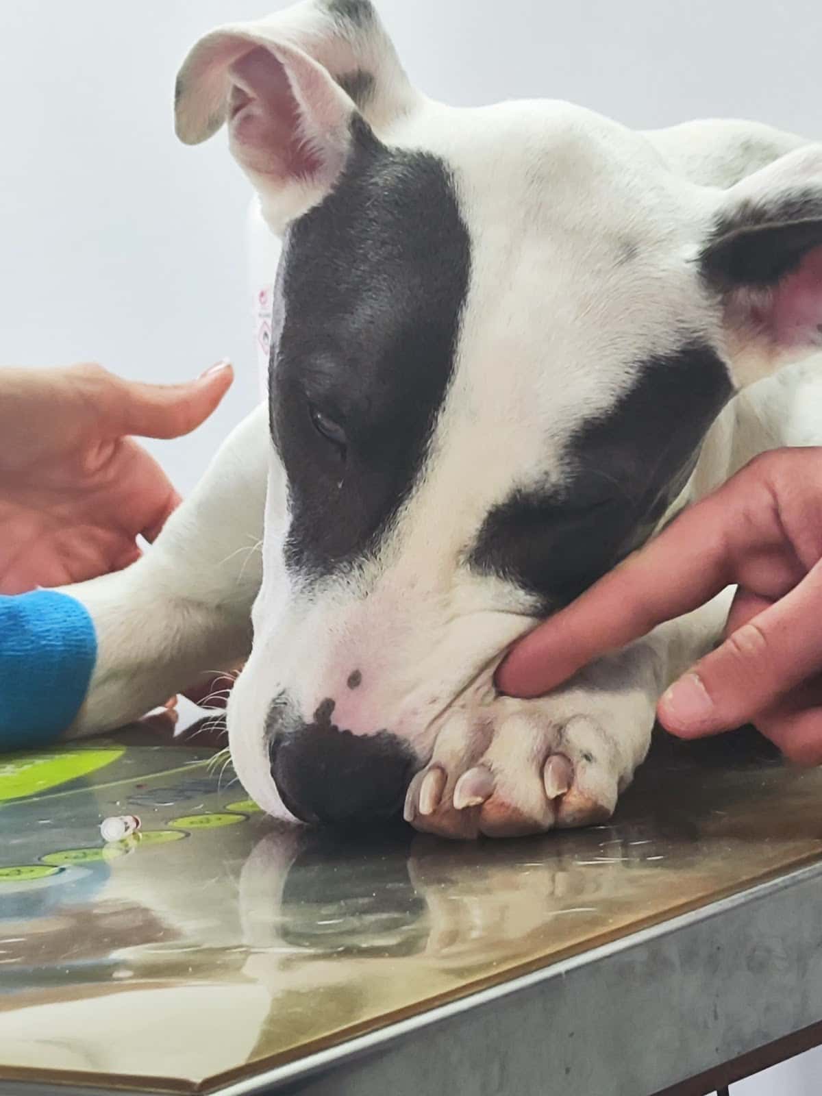 Clínica Veterinaria Aguadulce