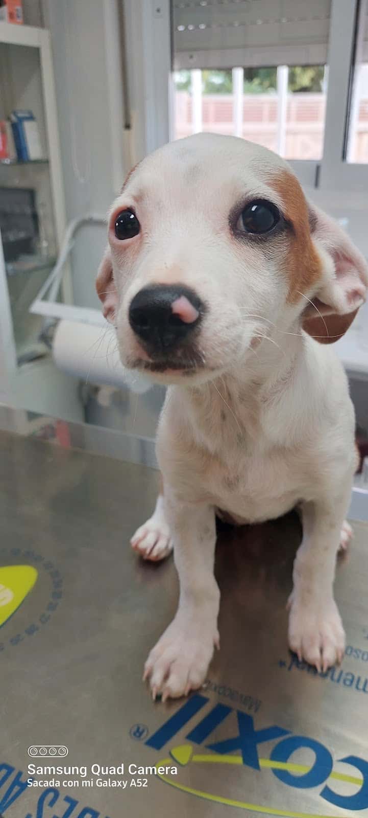 Clínica Veterinaria Aguadulce