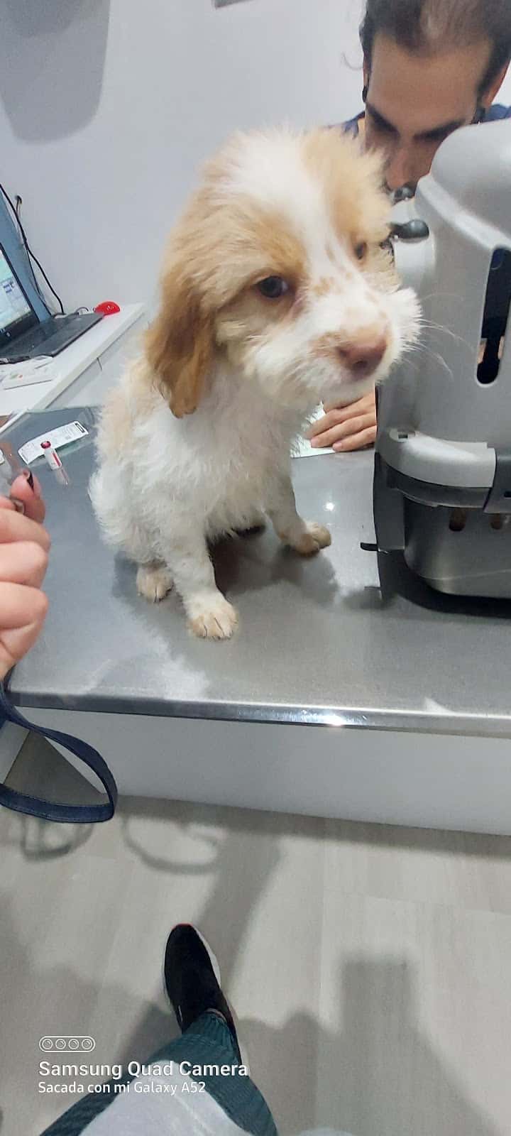 clinica veterinaria aguadulce veterinario clinica en roquetas de mar en almeria principalImage ADOPTA Sitios Pet Friendly