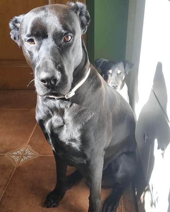 Clínica Veterinaria Algaida