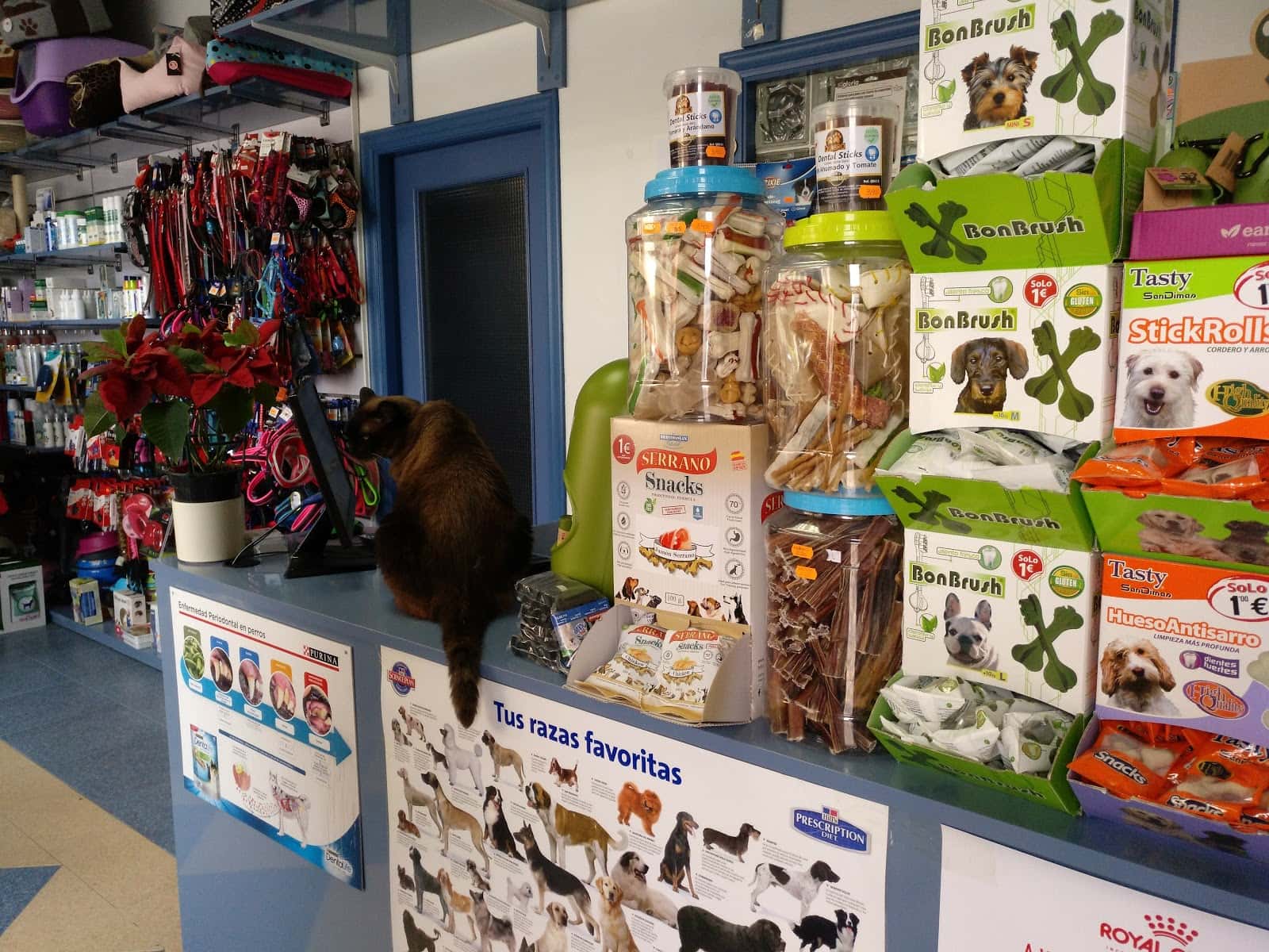 clinica veterinaria algaida veterinario clinica en roquetas de mar en almeria principalImage ADOPTA Sitios Pet Friendly