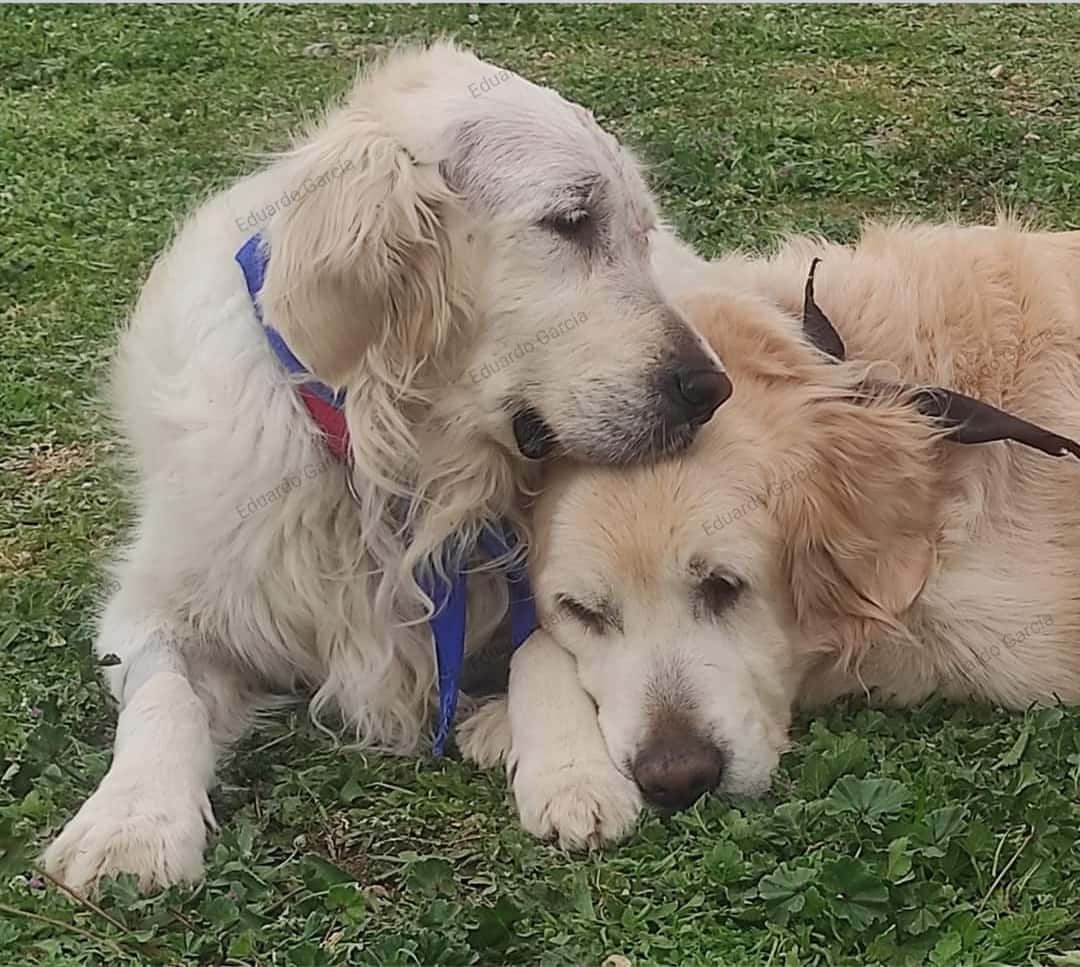 Clínica Veterinaria Valdivia