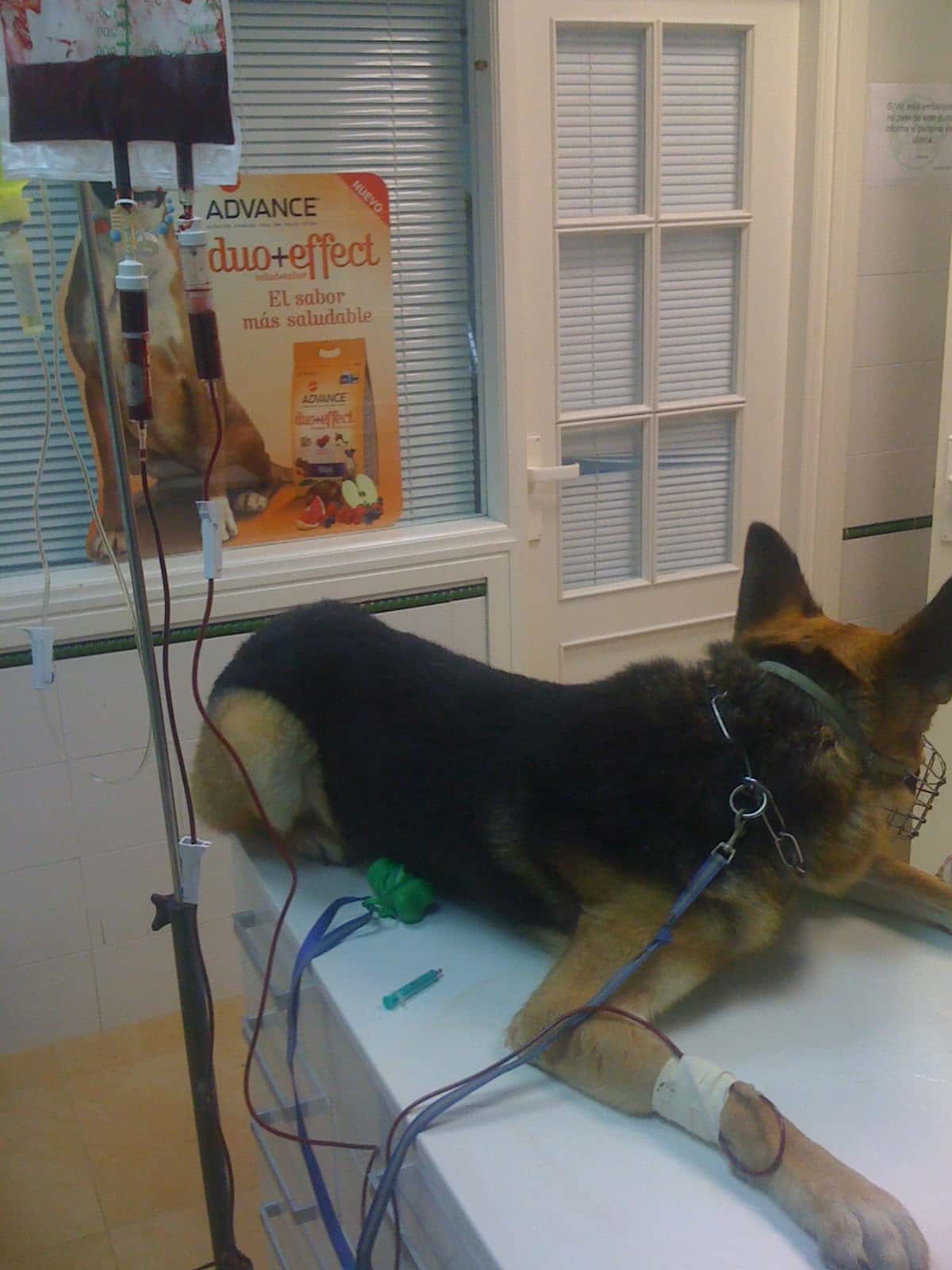 CENTRO VETERINARIO "SAN FRANCISCO"