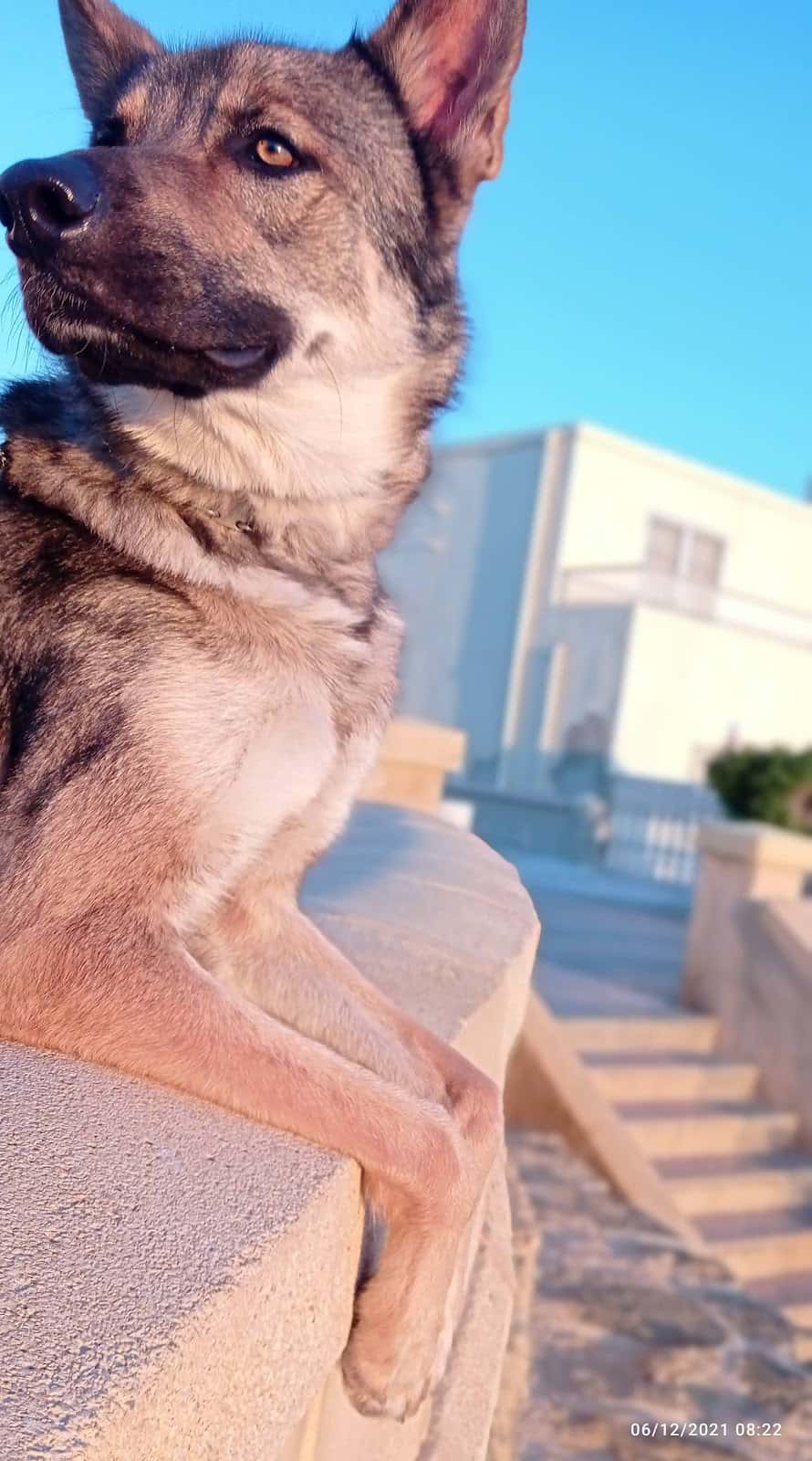 CENTRO VETERINARIO "SAN FRANCISCO"