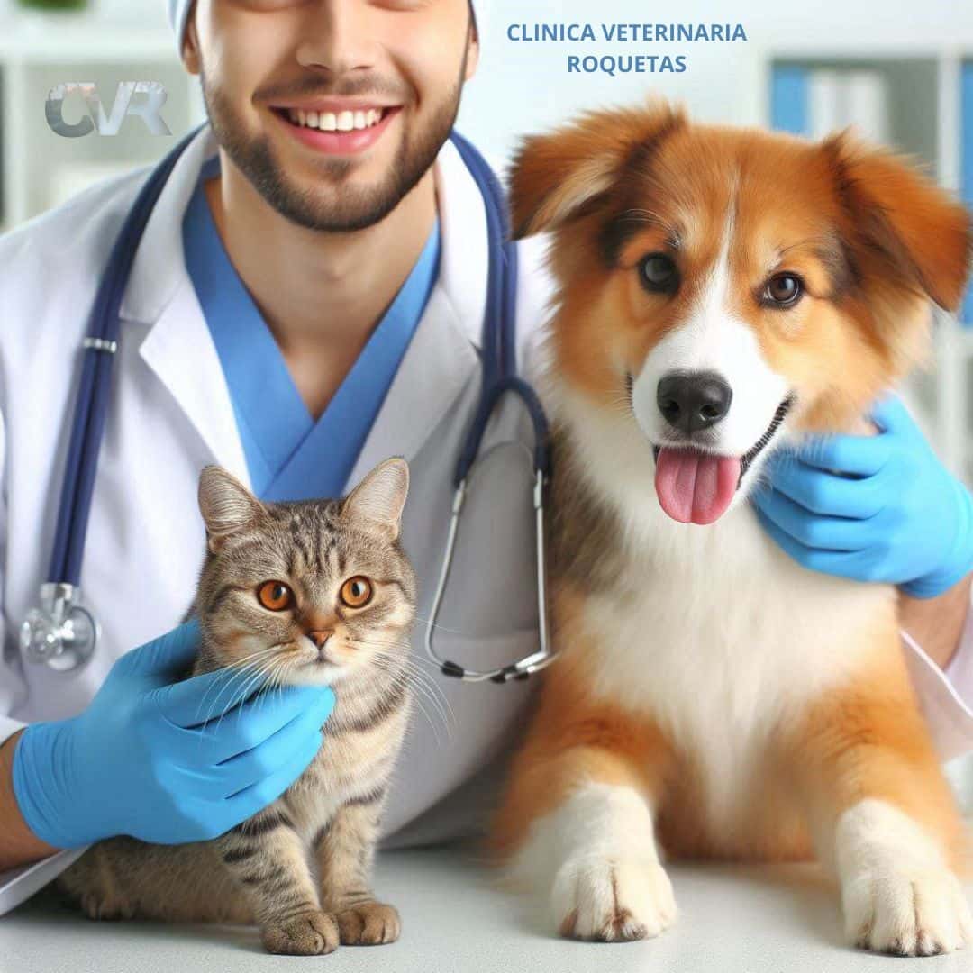 clinica veterinaria roquetas veterinario clinica en roquetas de mar en almeria principalImage ADOPTA Sitios Pet Friendly