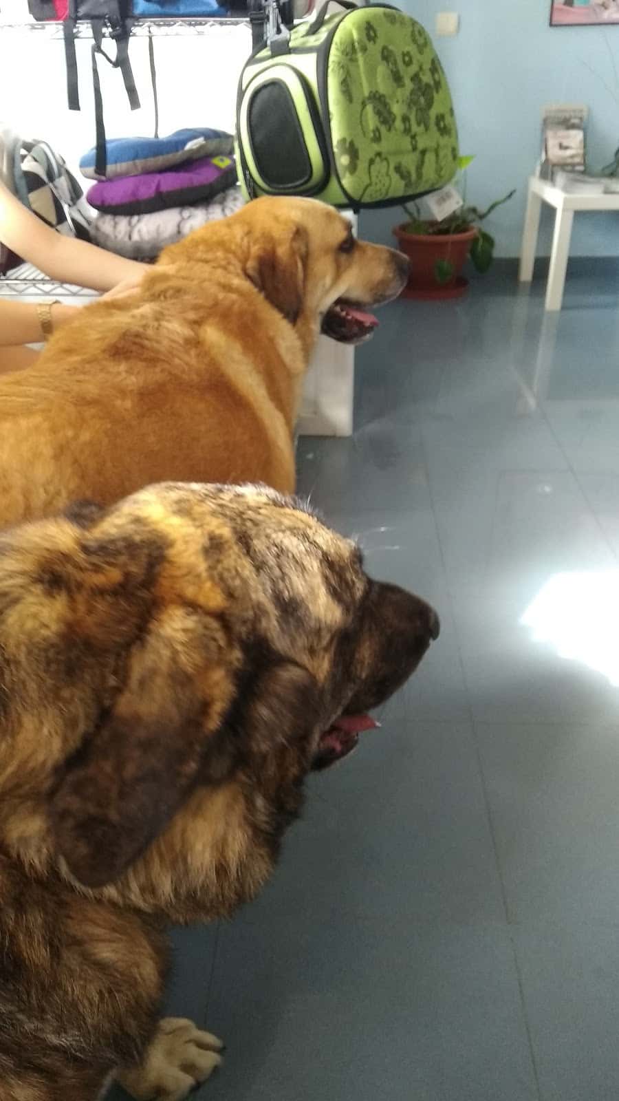 Clínica Veterinaria Alpujarra