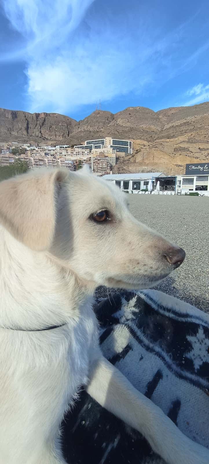 Clinica Veterinaria San Marcos - Benahadux