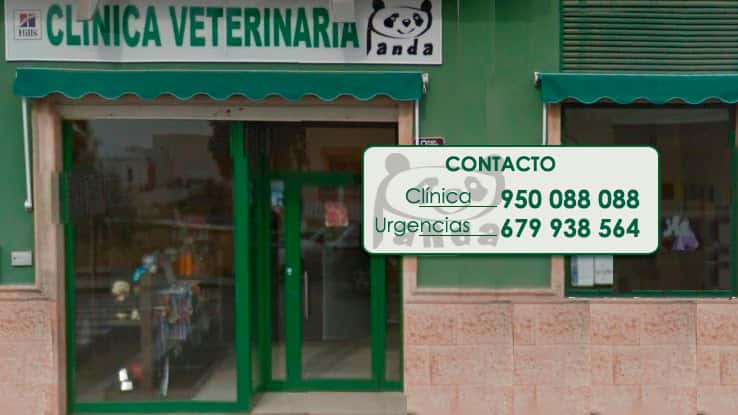 clinica veterinaria en almeria  panda veterinario veterinario clinica en huercal de almeria en almeria principalImage ADOPTA Sitios Pet Friendly