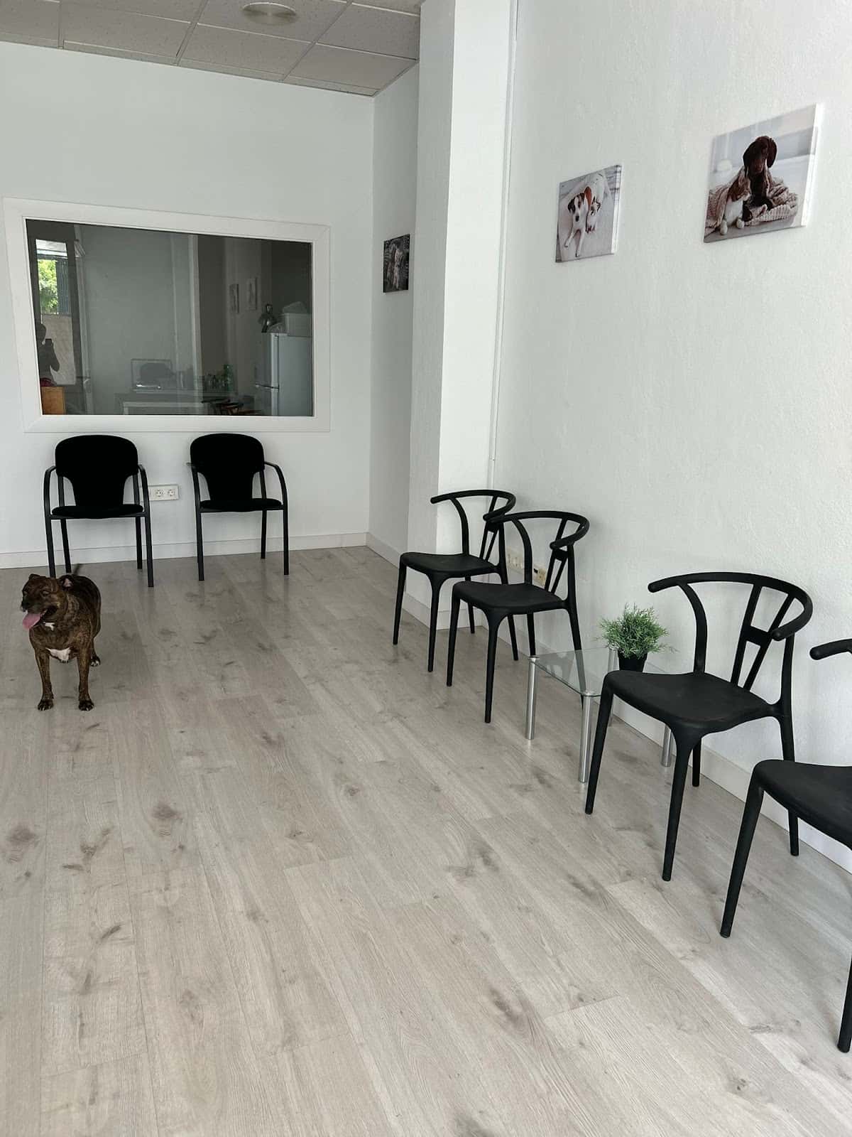 centro veterinario el cercado veterinario centro en huercal de almeria en almeria principalImage ADOPTA Sitios Pet Friendly