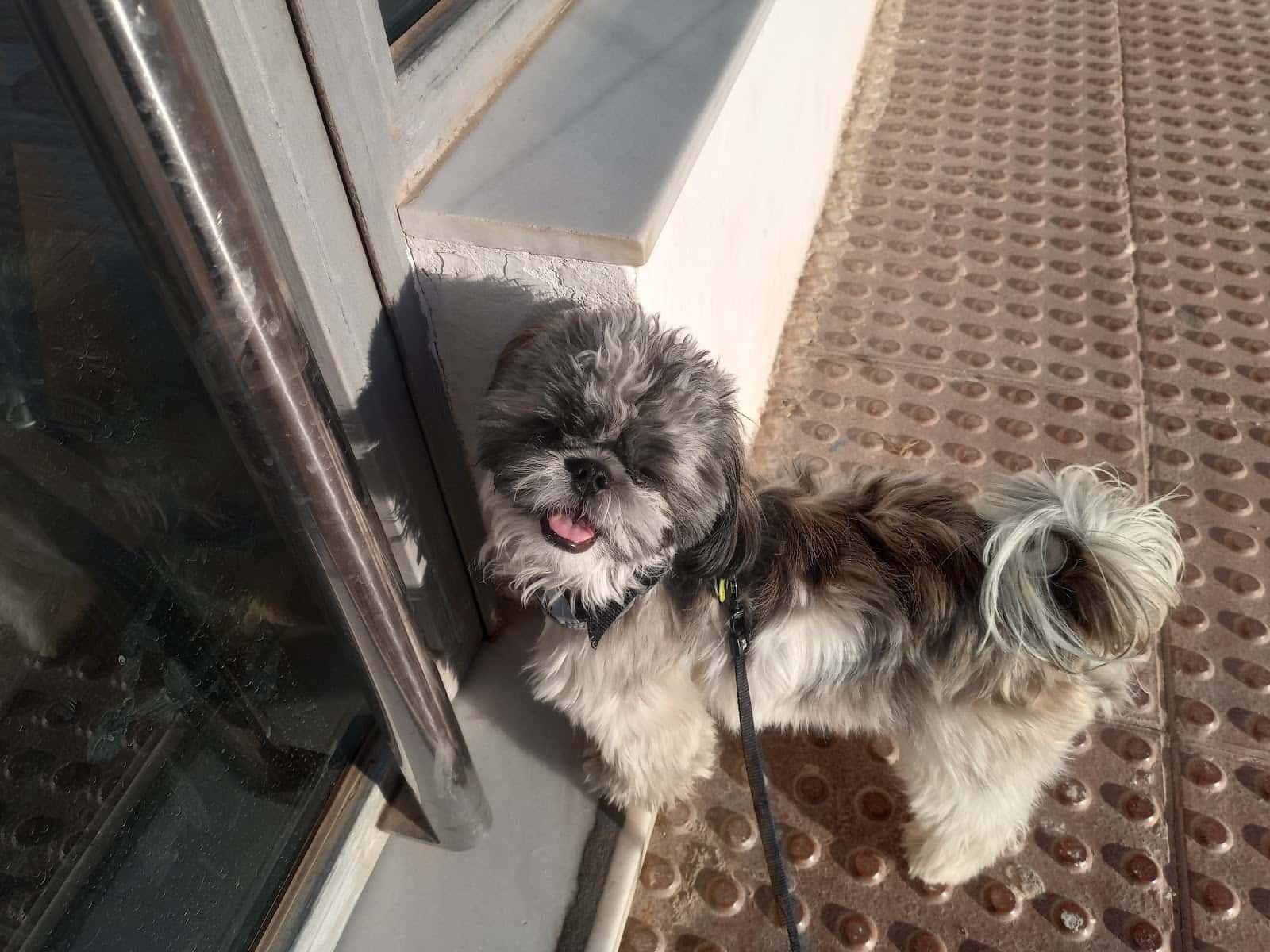 Clínica Veterinaria Los Pinos