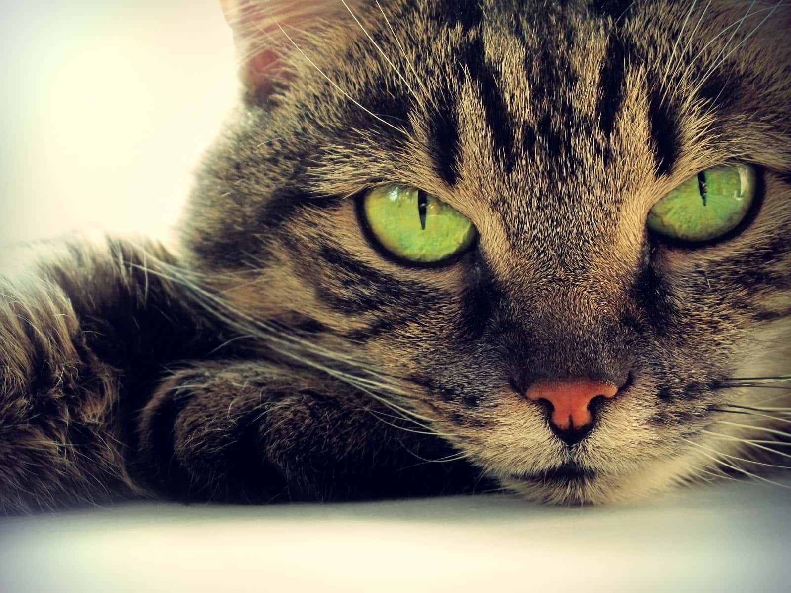 CLINICA VETERINARIA ANDARAX