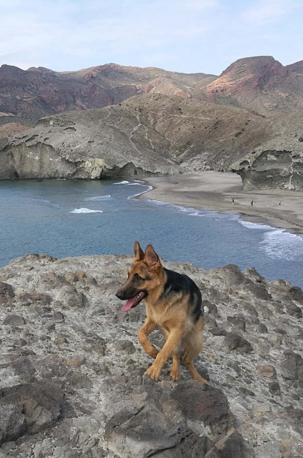 CLINICA VETERINARIA ANDARAX
