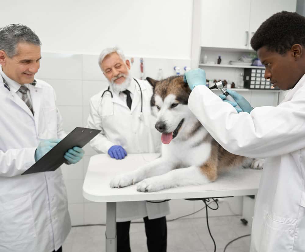 Clínica Veterinaria Mediterráneo