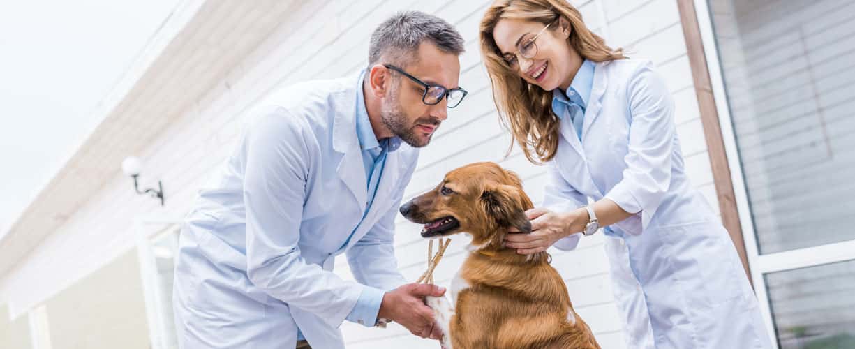 clinica veterinaria mediterraneo veterinario clinica barrio almeria en almeria en almeria principalImage ADOPTA Sitios Pet Friendly