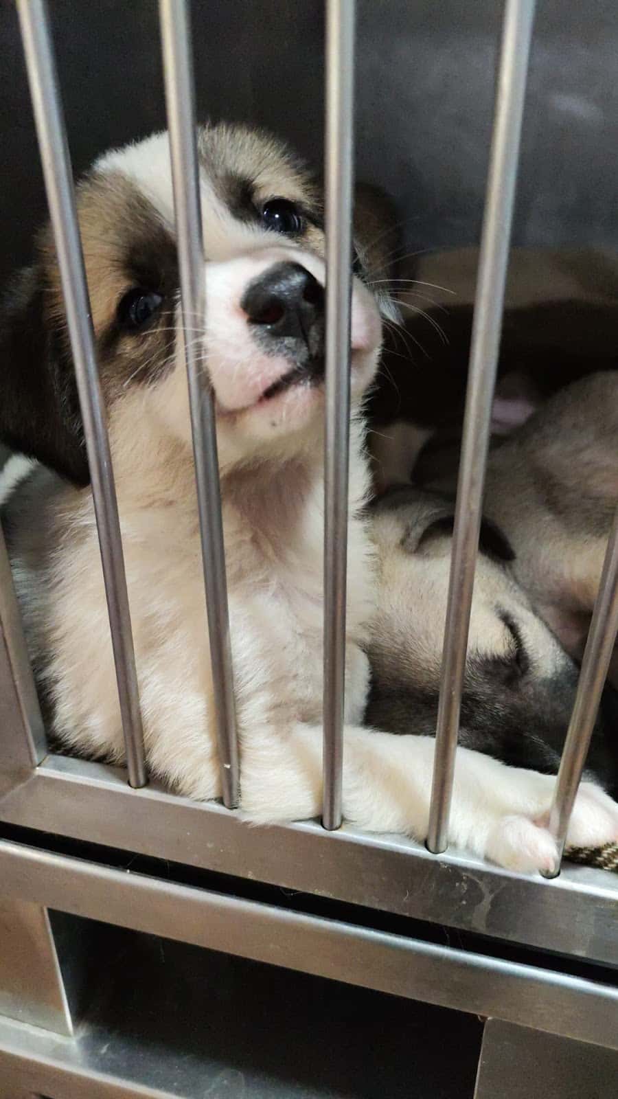 lebeche veterinarios veterinario centro en san juan de los terreros en almeria principalImage ADOPTA Sitios Pet Friendly