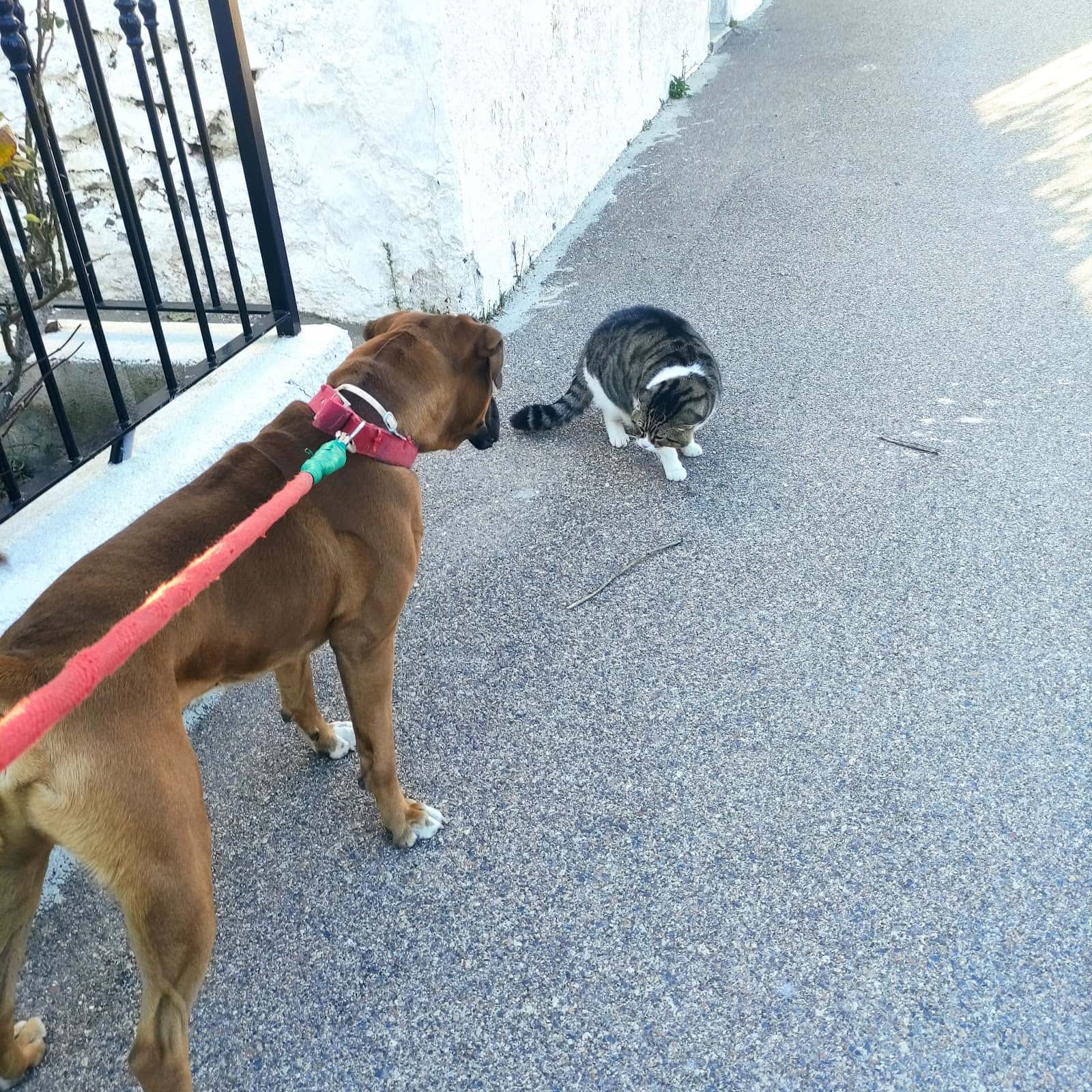 Clínica veterinaria Campo de Níjar