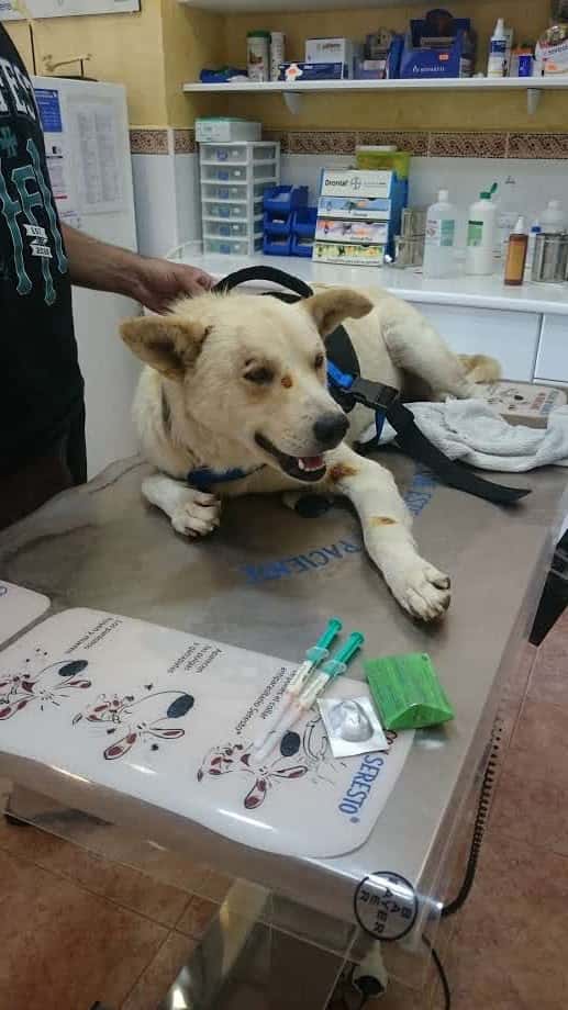 Clínica veterinaria Campo de Níjar