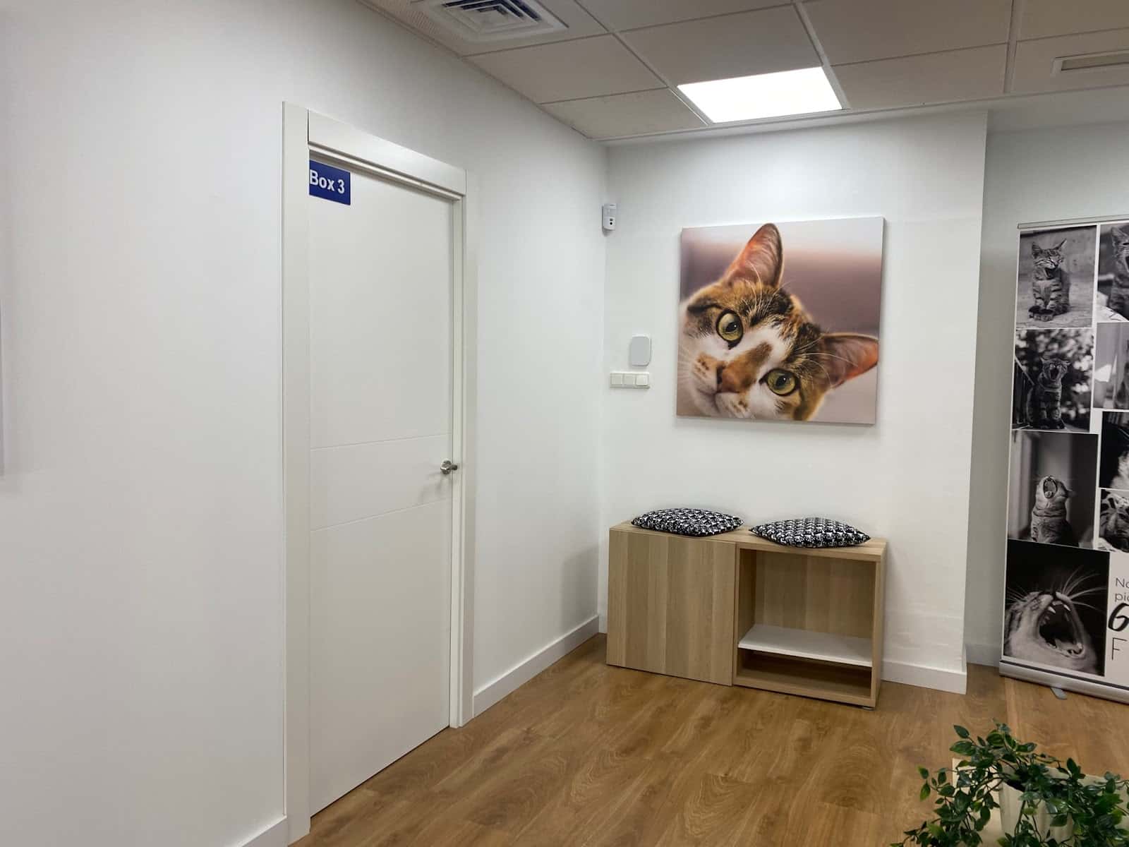 albanta veterinarios pulpi veterinario centro en pulpi en almeria principalImage ADOPTA Sitios Pet Friendly