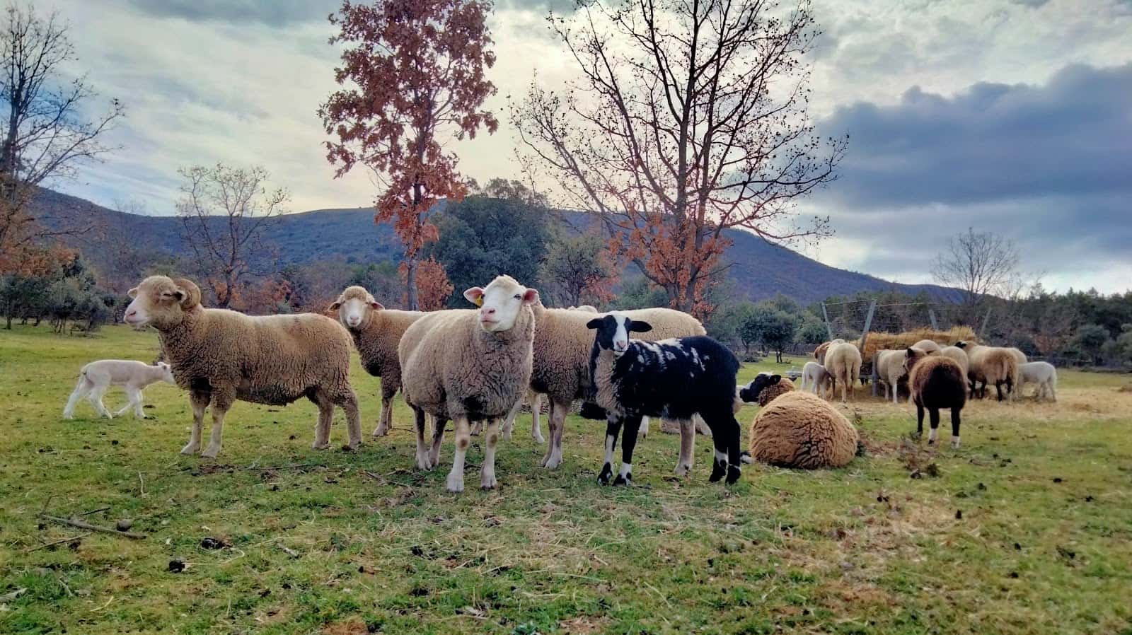 Clínica Veterinaria Toriles
