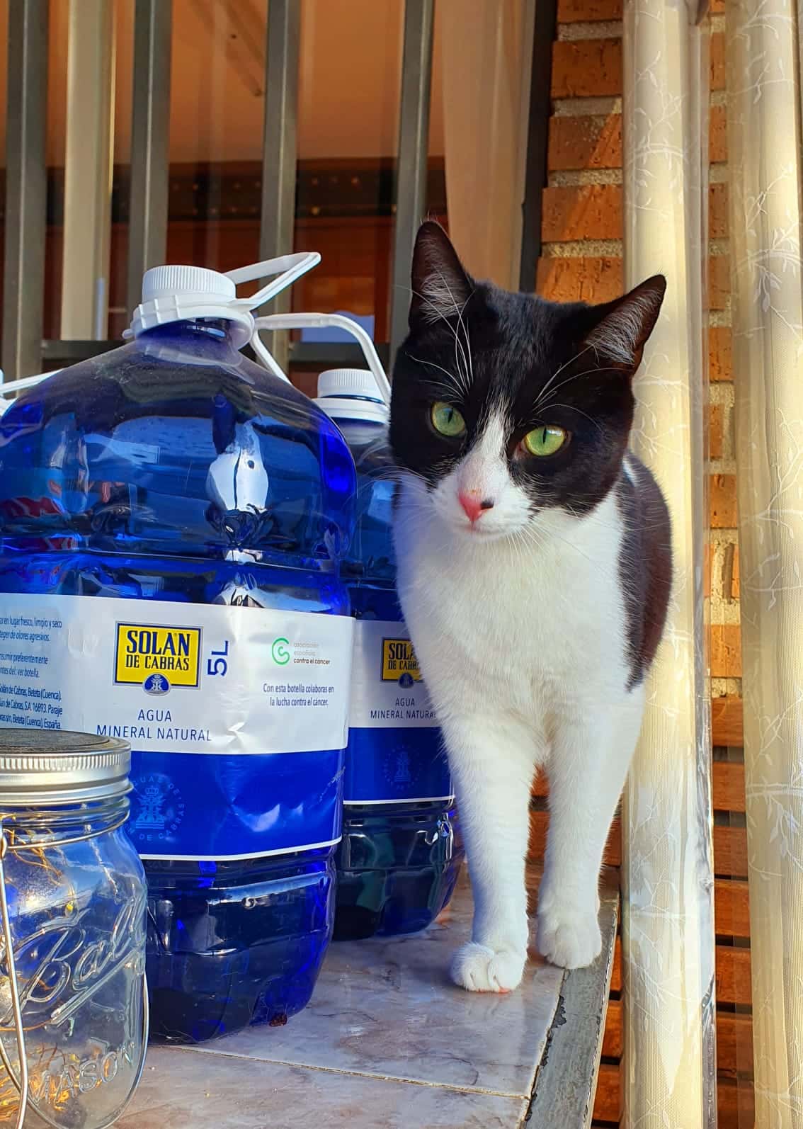 AROHA Veterinaria