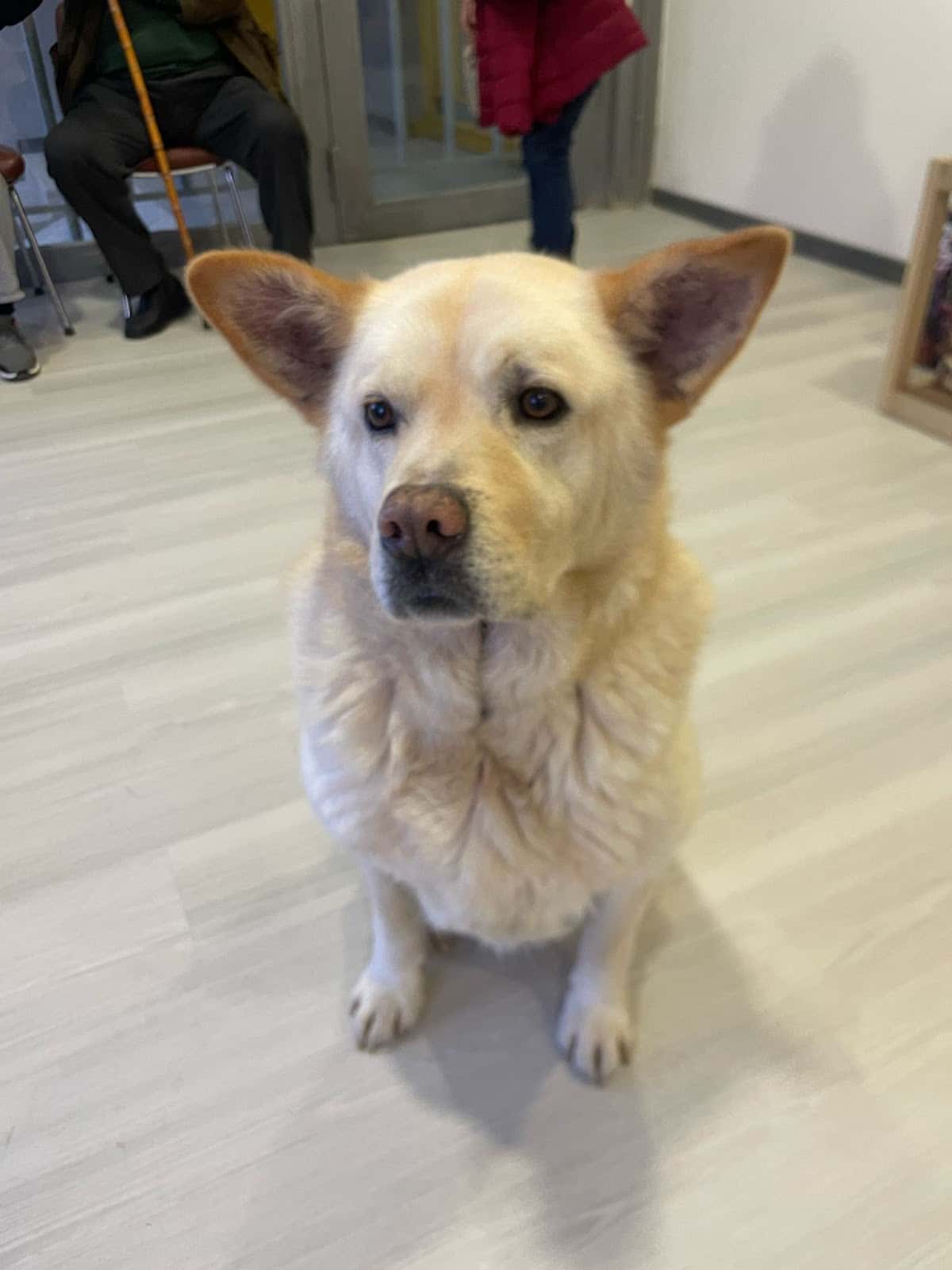 AROHA Veterinaria