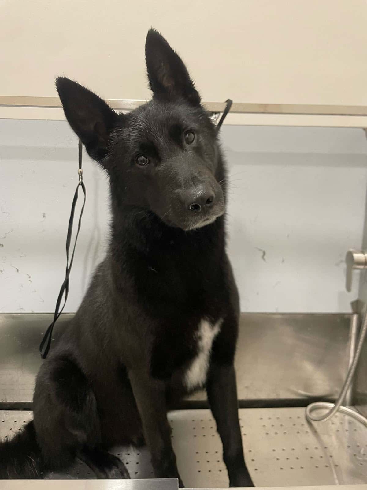 AROHA Veterinaria