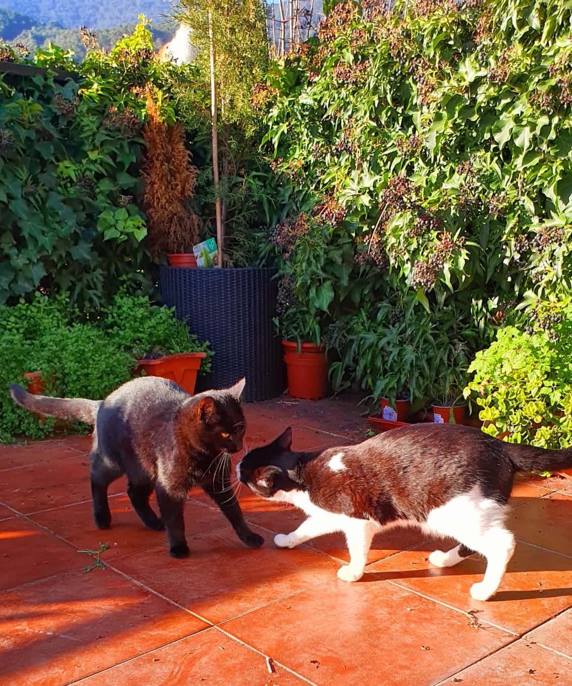 aroha veterinaria veterinario centro en navaluenga en avila principalImage ADOPTA Sitios Pet Friendly