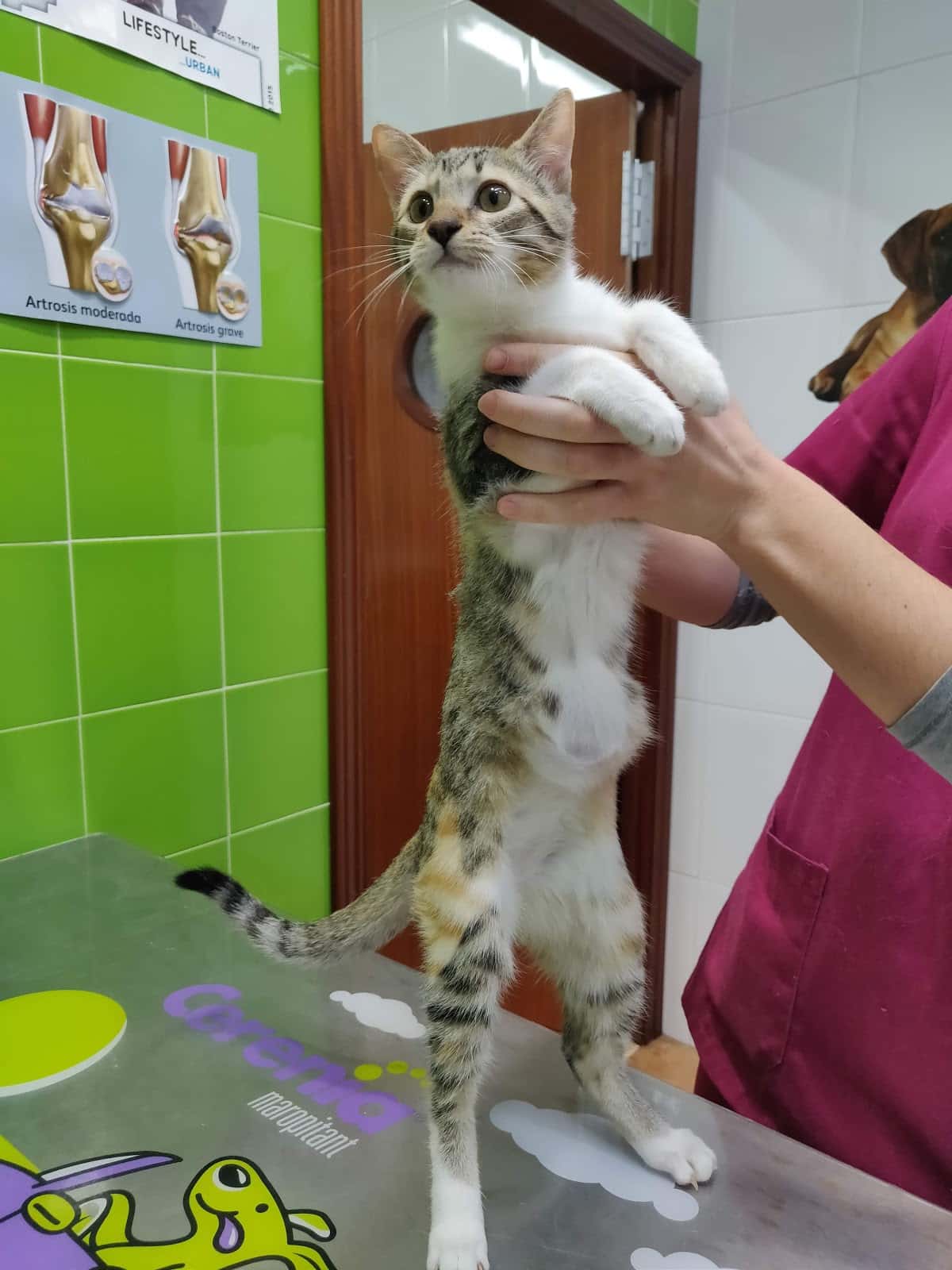 CLINICA VETERINARIA TIERRA DE AREVALO