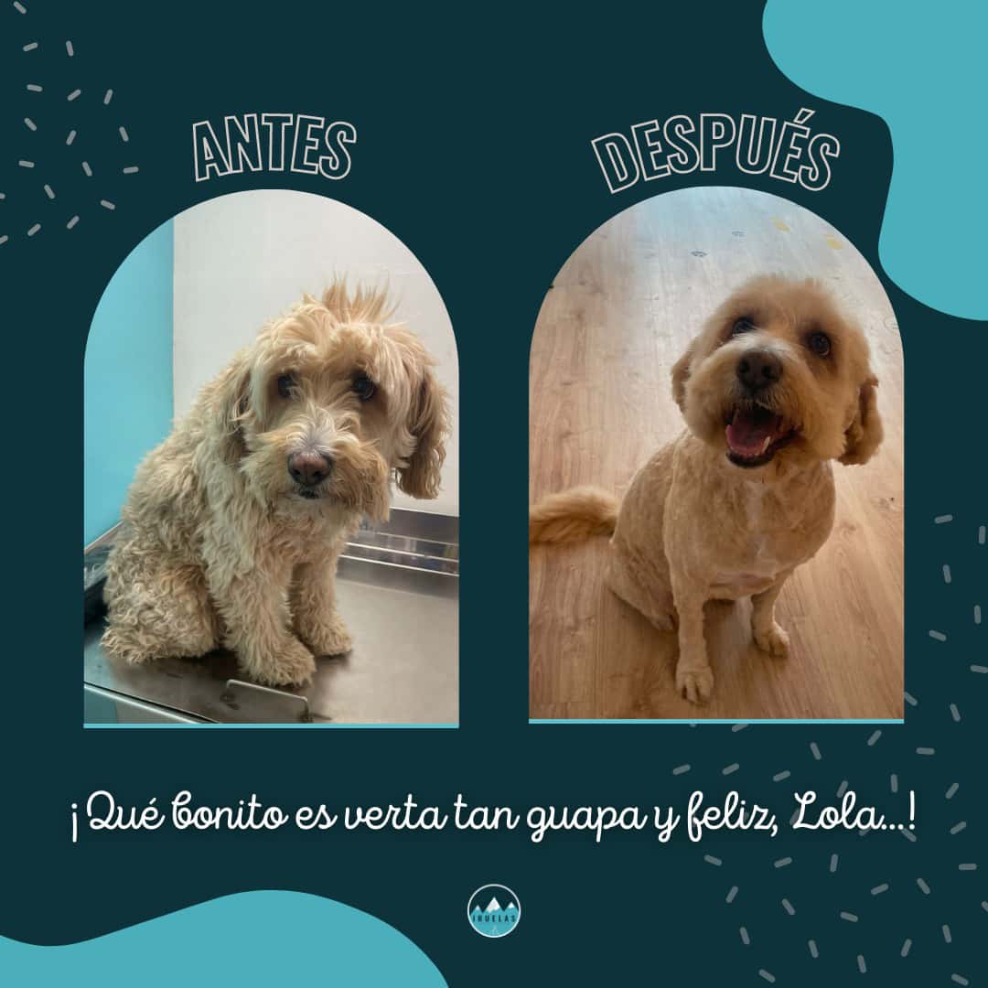 CLINICA VETERINARIA IRUELAS