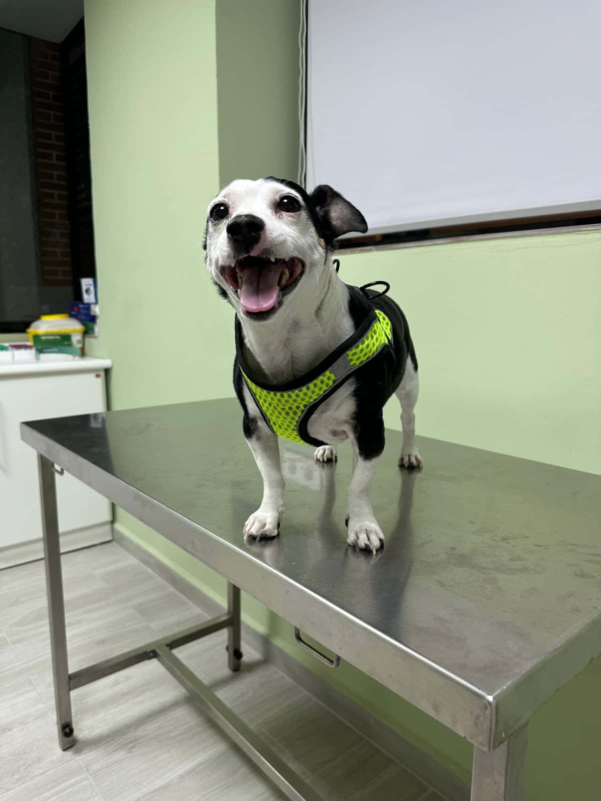 Clínica Veterinaria Por ellos