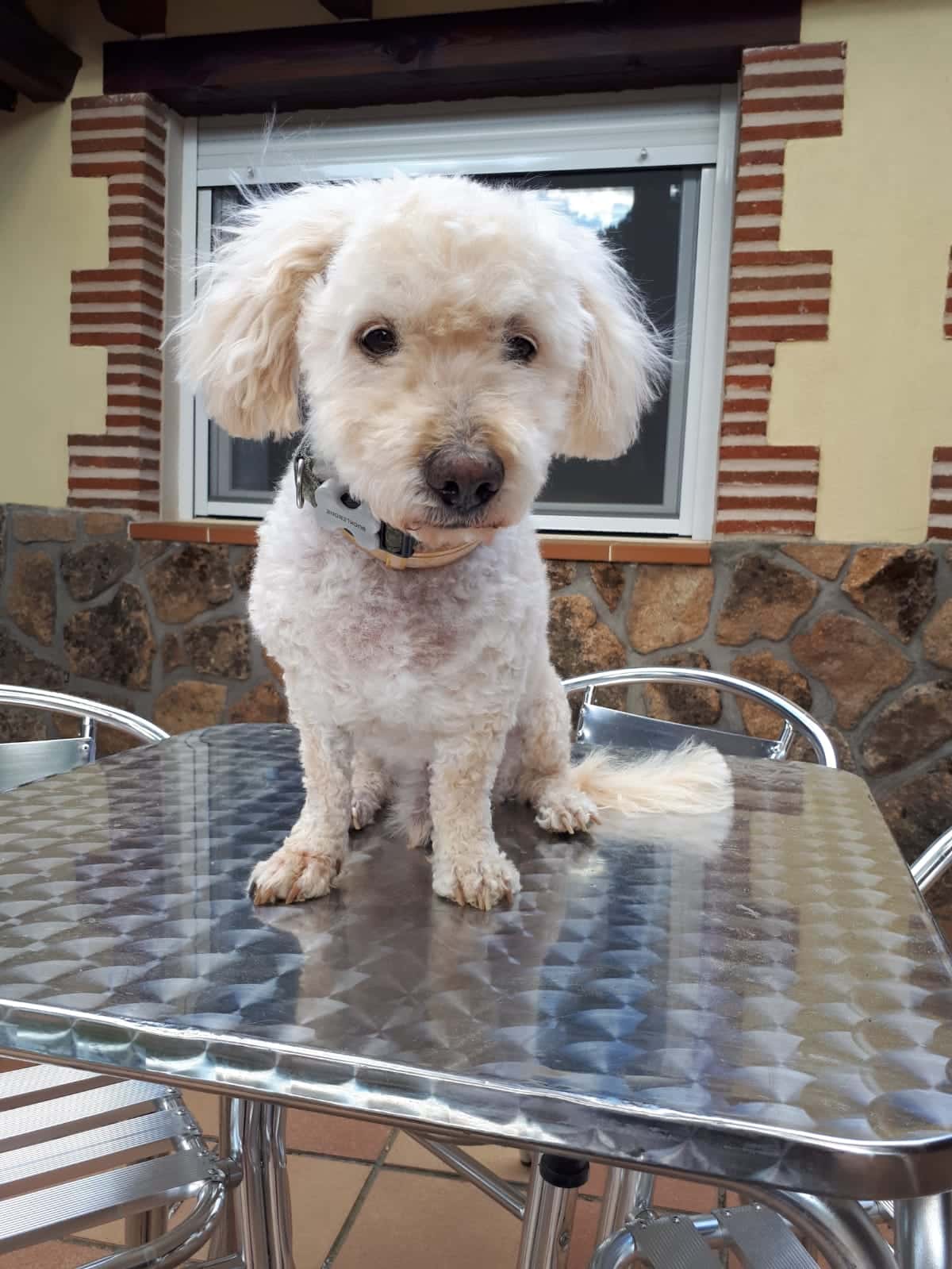Clínica Veterinaria Albeitar Centro