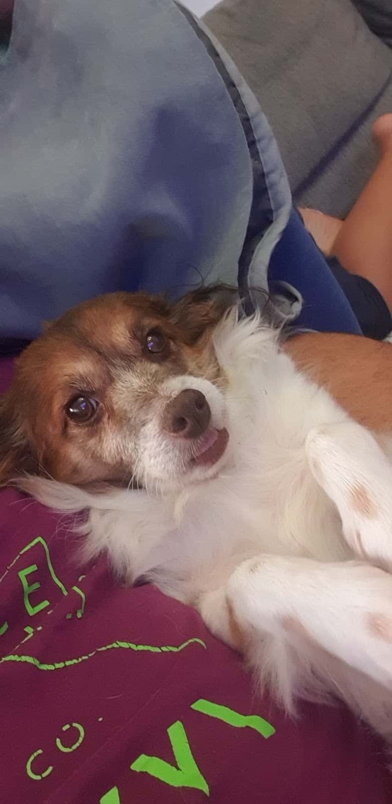 Clínica Veterinaria Asís