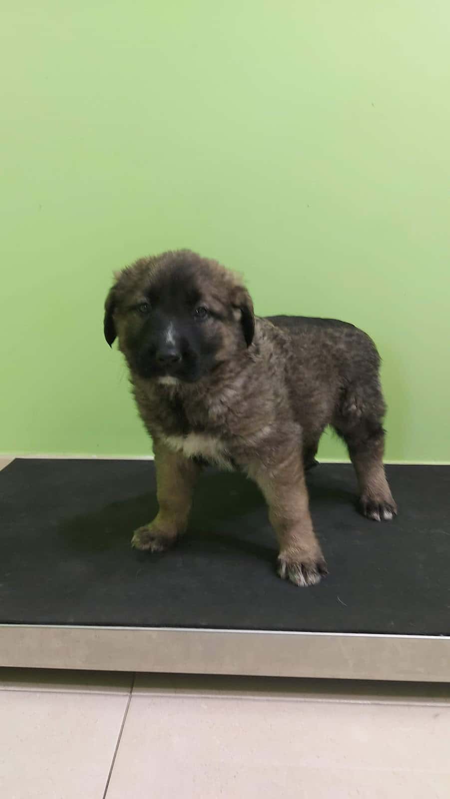Clínica Veterinaria Asís