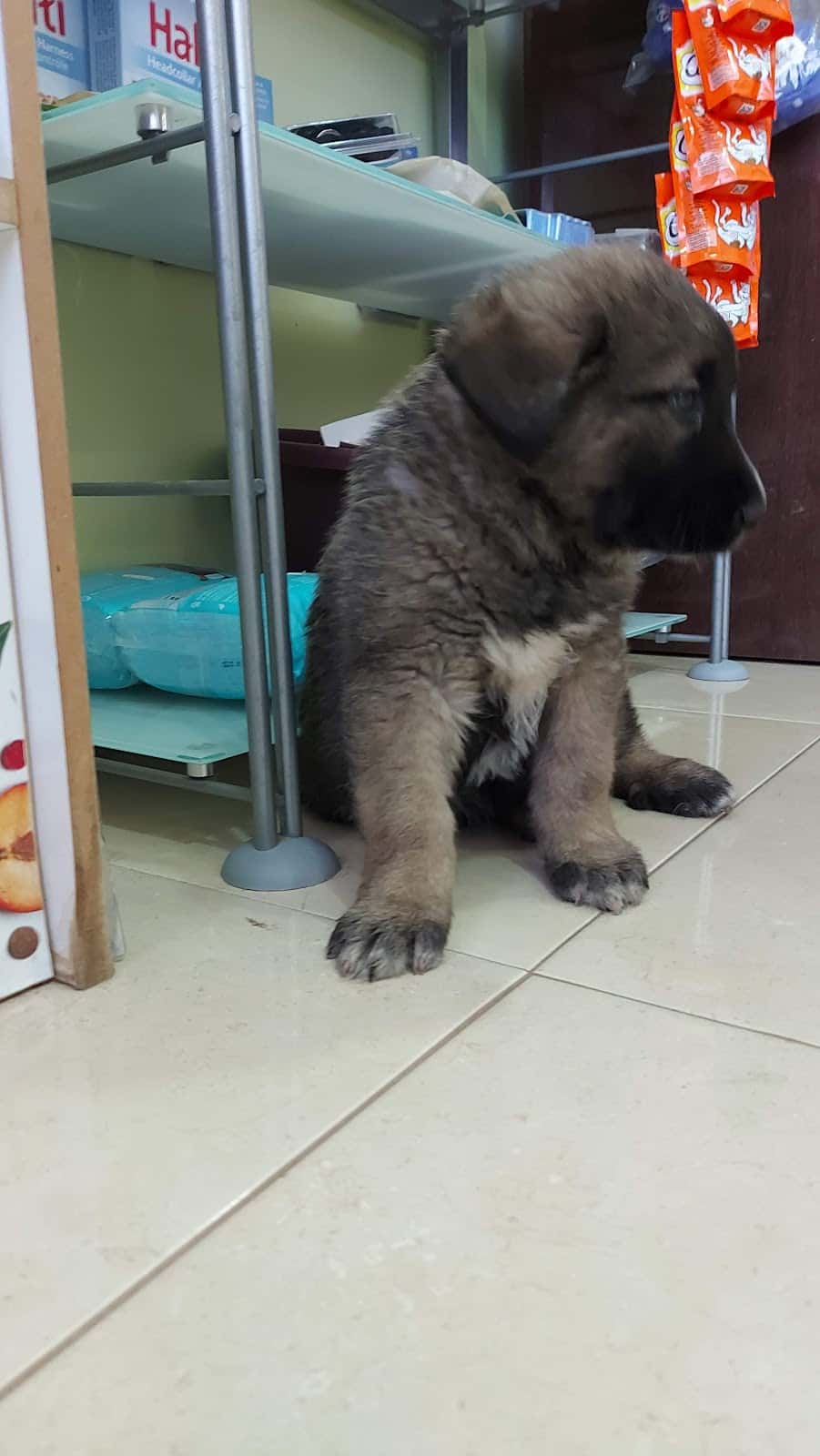 clinica veterinaria asis veterinario clinica barrio avila en avila en avila principalImage ADOPTA Sitios Pet Friendly
