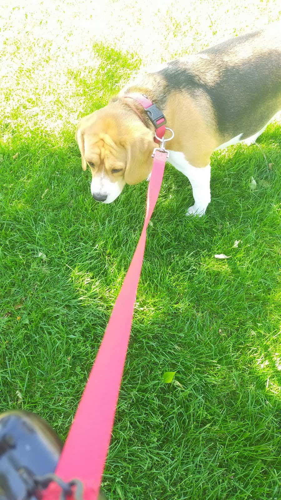 crialsam veterinario centro barrio avila en avila en avila principalImage ADOPTA Sitios Pet Friendly