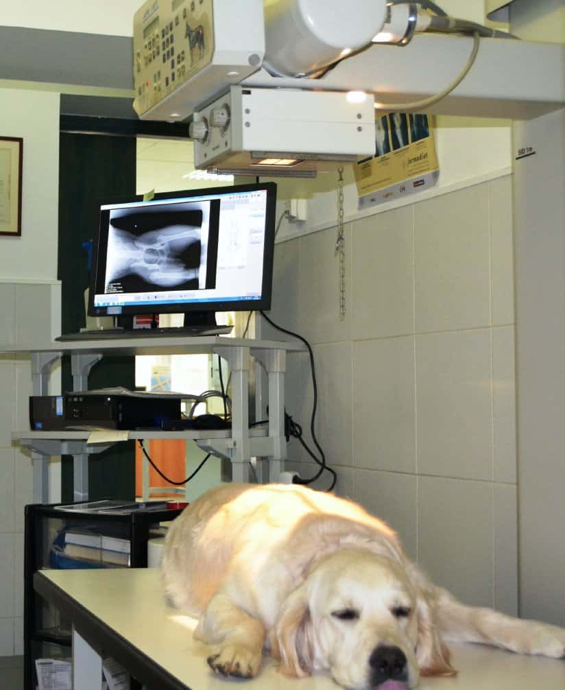 Clínica Veterinaria San Antonio